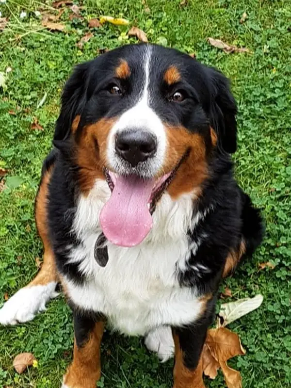 Portret van Obi